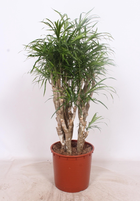 <h4>Dracaena Anita</h4>