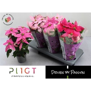 Euphorbia pulcherrima Princettia gemengd