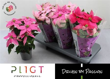 <h4>Euphorbia pulcherrima Princettia gemengd</h4>