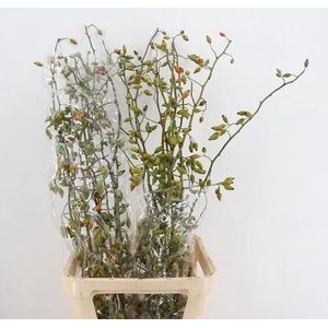 ROSA ZAFFIRO 120CM