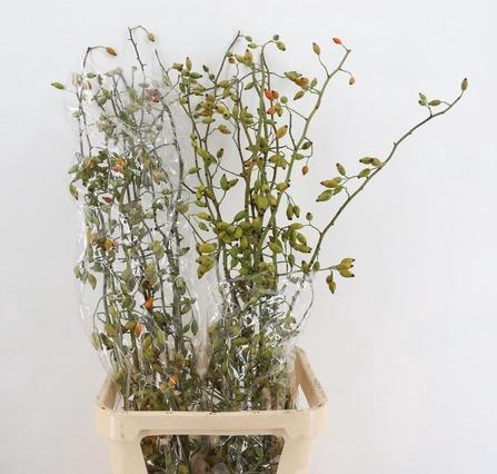 <h4>ROSA ZAFFIRO 120CM</h4>