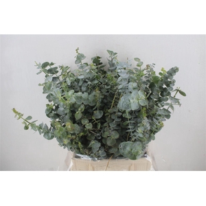 Euca Baby Blue Short 150gr P Bunch