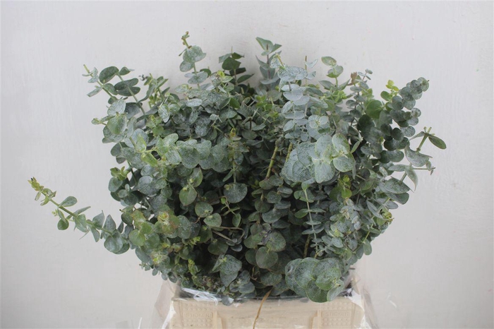 <h4>Euca Baby Blue Short 150gr P Bunch</h4>