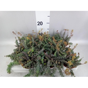 Crassula marnieriana