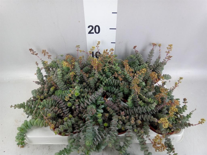 <h4>Crassula marnieriana</h4>
