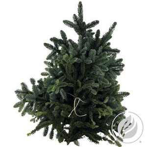 Nobilis Whiteband 5kg Pallet