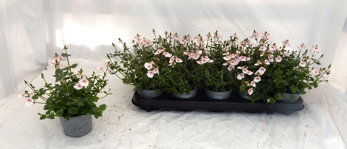 <h4>DIAS PICCAD APPLEBL</h4>