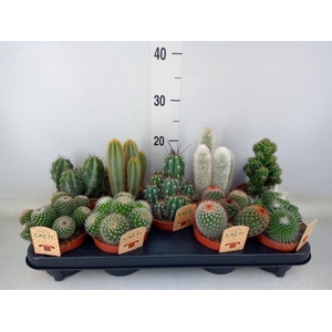 Cactus   ...mix