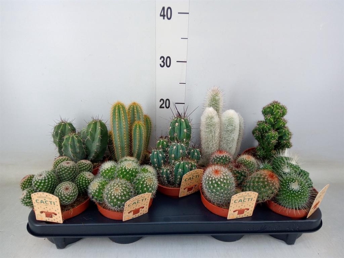 <h4>Cactus   ...mix</h4>