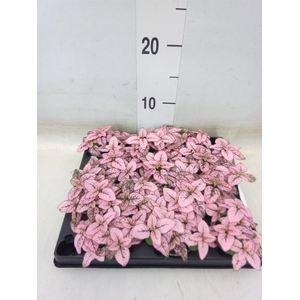 Hypoestes phyllo.   ...