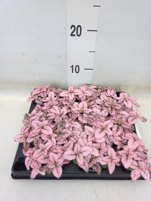 <h4>Hypoestes phyllo.   ...</h4>