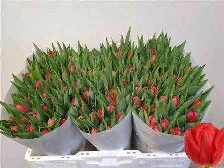 <h4>Tu Du Largo</h4>