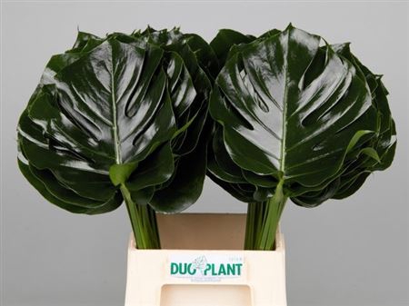 <h4>Monstera Blad 23cm Oe</h4>