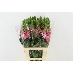 ANTIR POTOMAC CHERRY ROSE