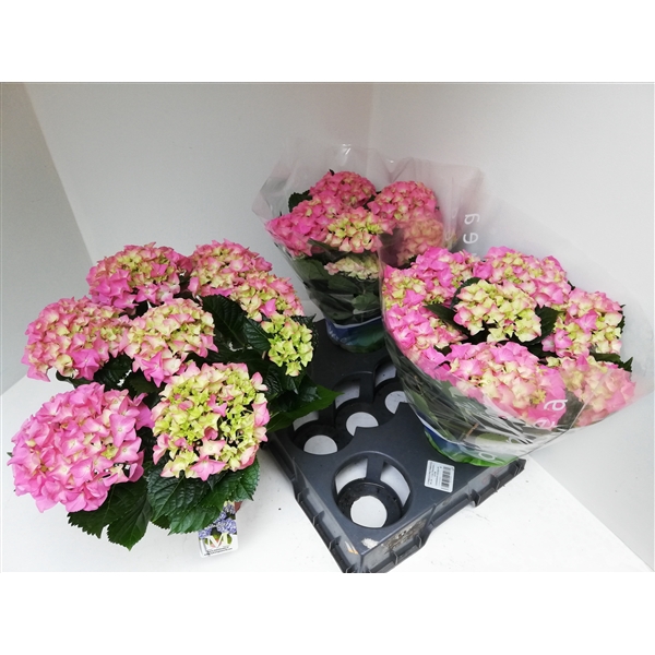 <h4>Hydrangea roze 5-6</h4>