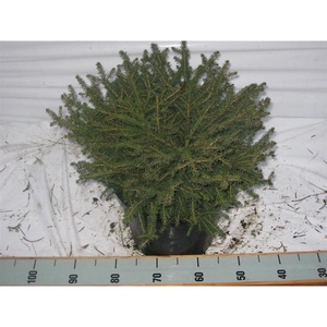 Picea ab. Nidiformis