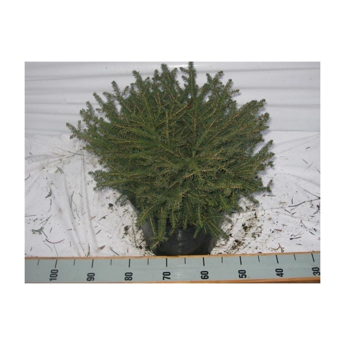 <h4>Picea ab. Nidiformis</h4>