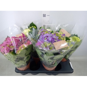 Hydrangea mac.   ...mix