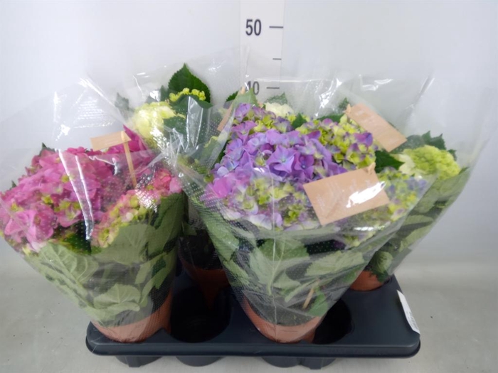 <h4>Hydrangea mac.   ...mix</h4>