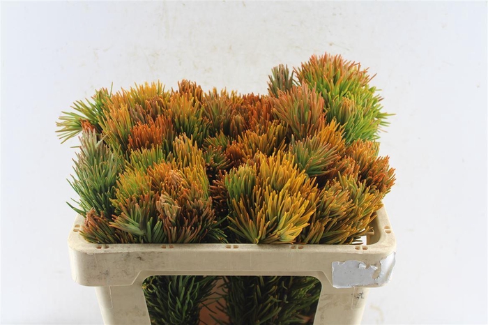 <h4>Kaaps Retzia</h4>