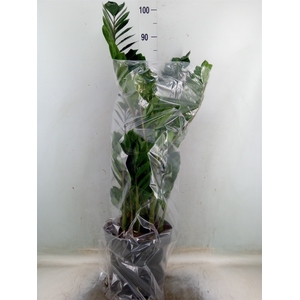 Zamioculcas zamiifolia