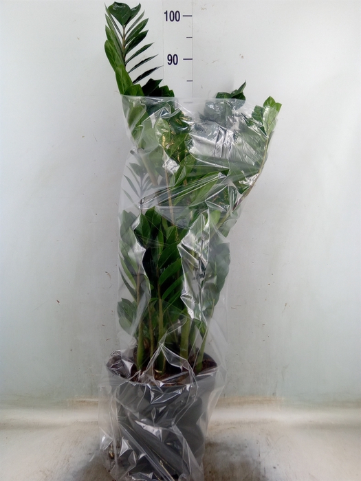 <h4>Zamioculcas zamiifolia</h4>