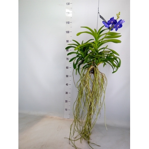 Vanda hybrids