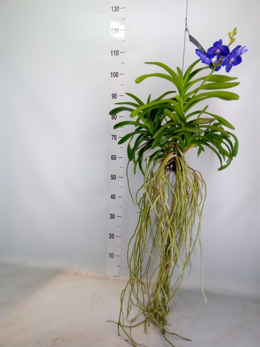 <h4>Vanda hybrids</h4>
