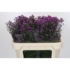 Aster Baby Pink