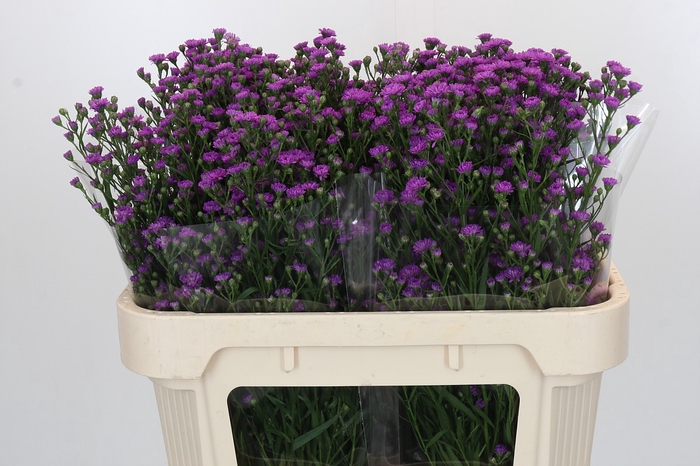 Aster Baby Pink