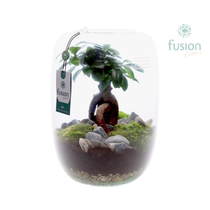 Green Bottle Isabella XLarge met Ficus Ginseng