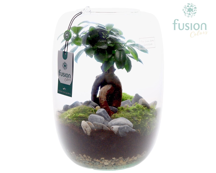 <h4>Green Bottle Isabella XLarge met Ficus Ginseng</h4>