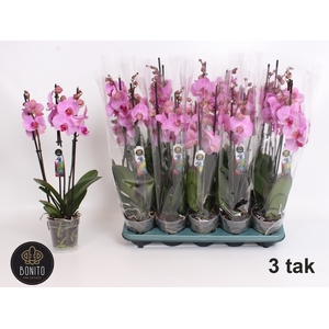 PHAL OV ROZE