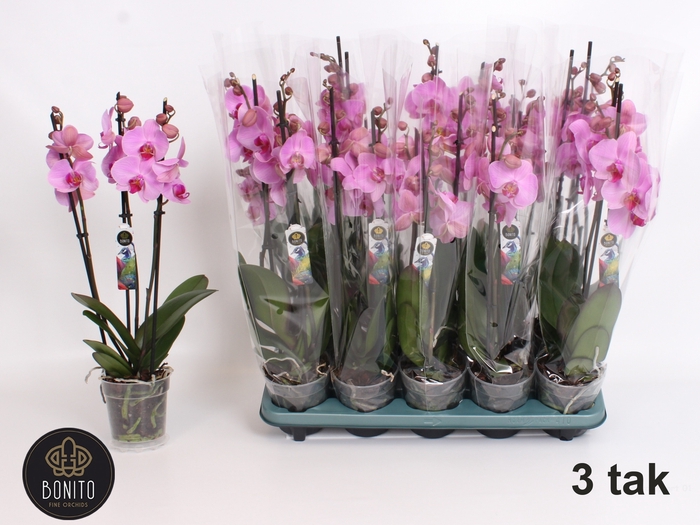 <h4>PHAL OV ROZE</h4>
