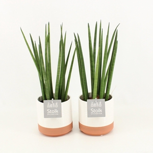 Sansevieria Cylindrica in Milou keramiek