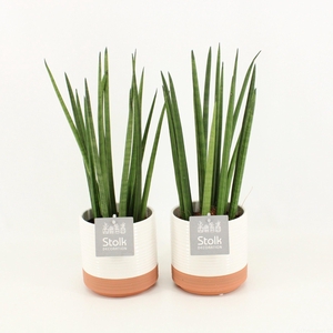 Sansevieria Cylindrica in Milou keramiek