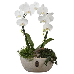 PTIB5340 Arrangementen kamerplanten