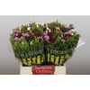 BQ Wild Flower