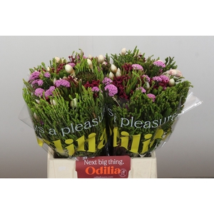BQ Wild Flower