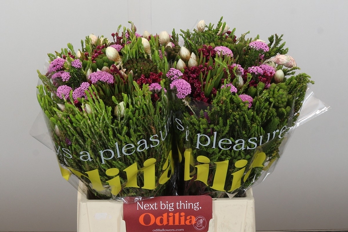 <h4>BQ Wild Flower</h4>