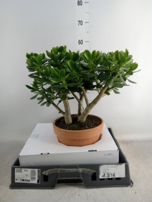 <h4>Crassula ovata</h4>