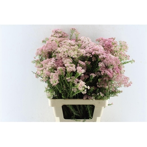 Ozothamnus Dark Pink