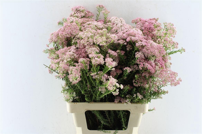 <h4>Ozothamnus Dark Pink</h4>