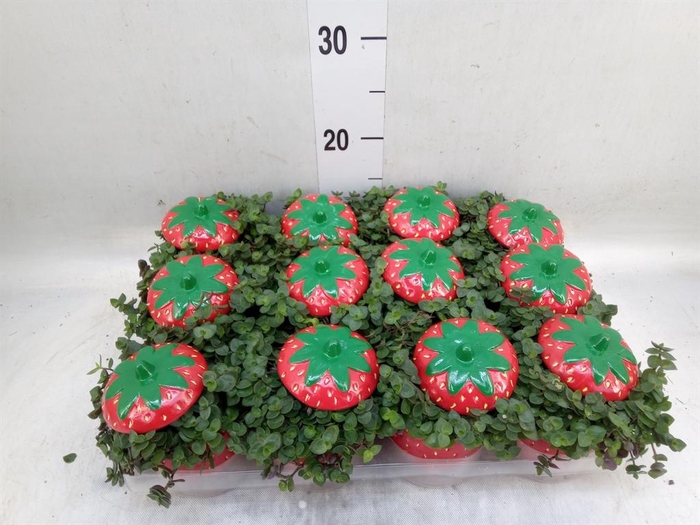<h4>Callisia repens</h4>