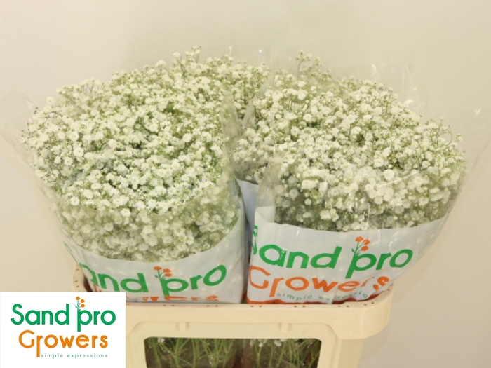 <h4>GYPS PA XLENCE</h4>