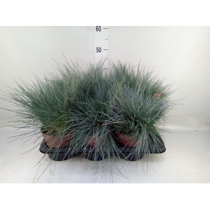 Festuca glauca 'Intens Blue'