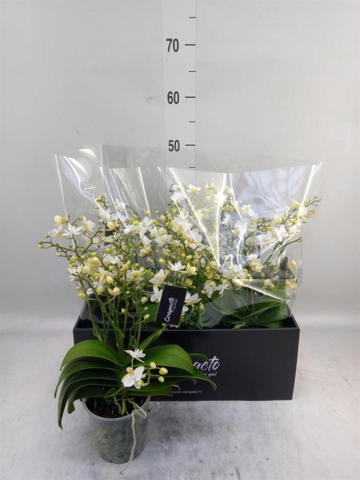 <h4>Phalaenopsis multi. 'Cream Punch'</h4>