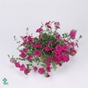 PET ROSE PINK SURFIN