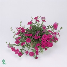 PET ROSE PINK SURFIN