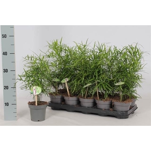 Asparagus falcatus